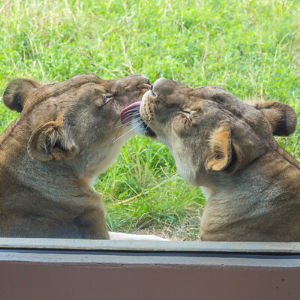lions licking