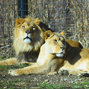 lions laying down