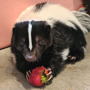 Luna the skunk