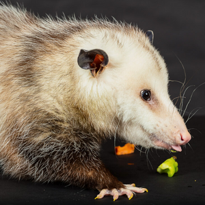 opossum