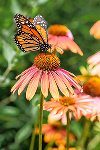 Monarchs