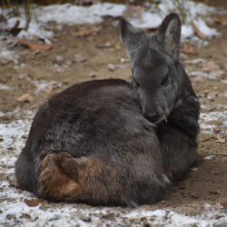 Musk Deer