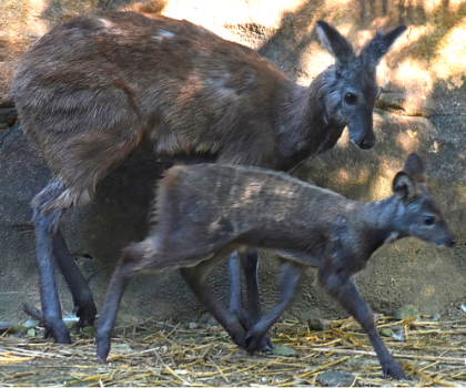 Musk Deer