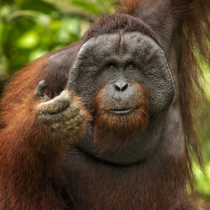 orangutan