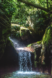 orangutan forest