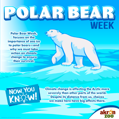 polar bear week 