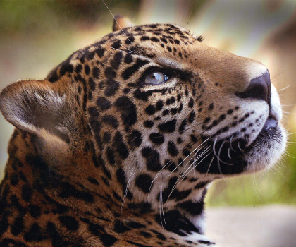 Jaguar