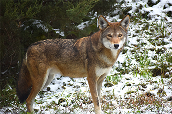 red wolf