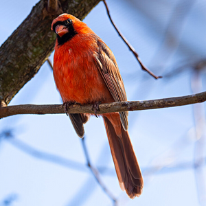 Cardinal