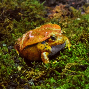 Tomato Frog