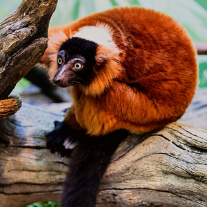 Red Ruffed Lemurs 