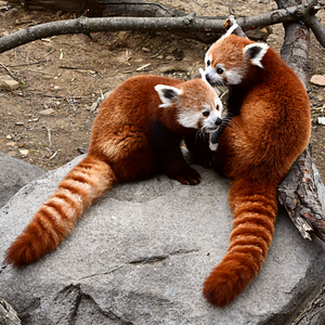 Red Pandas