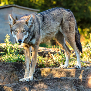 Red Wolf