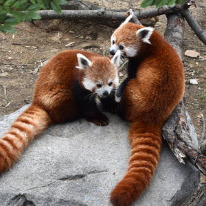 Red Panda