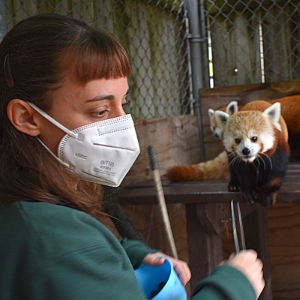 Red Panda