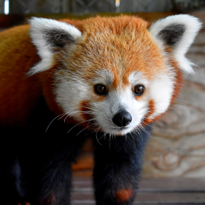 Red Panda