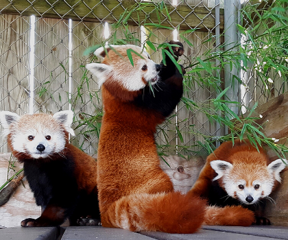 Red Panda