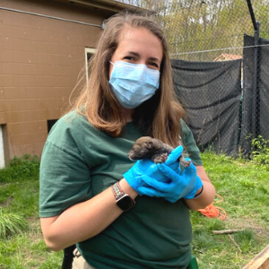 Red Wolf with Keeper