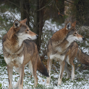 Red Wolf