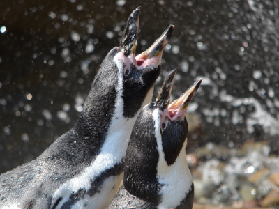 penguins