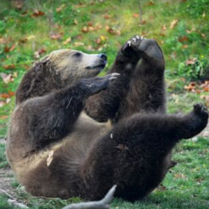 grizzly bears