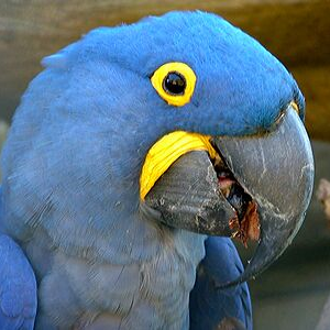 macaws