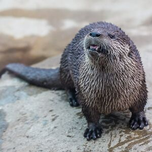 otter