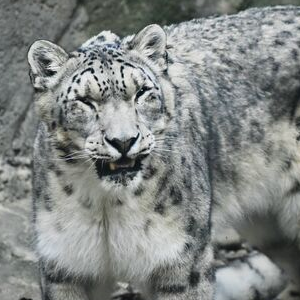 snow leopard