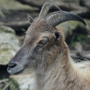 Tahr