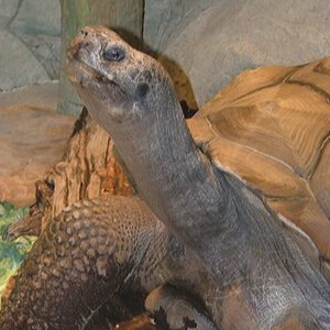 Galapagos tortoises