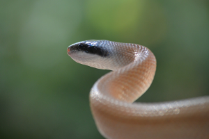 Poised snake