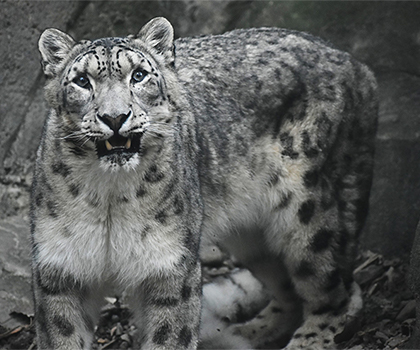 Snow Leopard