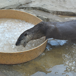 stem enrichment otter