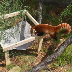 stem enrichment red panda