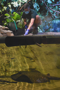 stem enrichment stingray