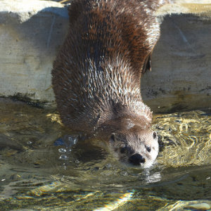 otter