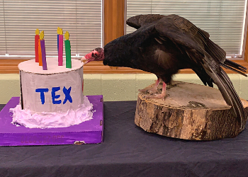 Tex Cake