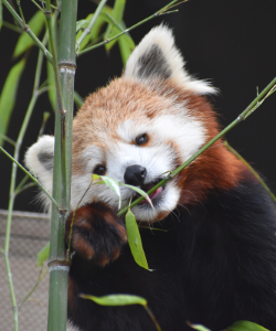 Red Panda