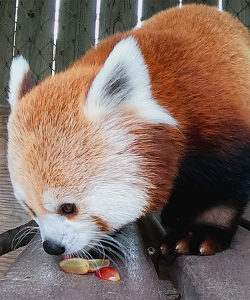 Red Panda