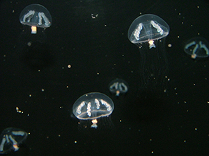 jellyfish