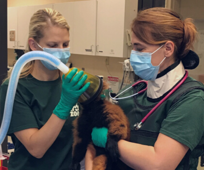 vet techs