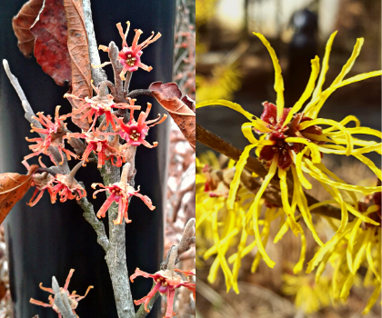 witchhazel