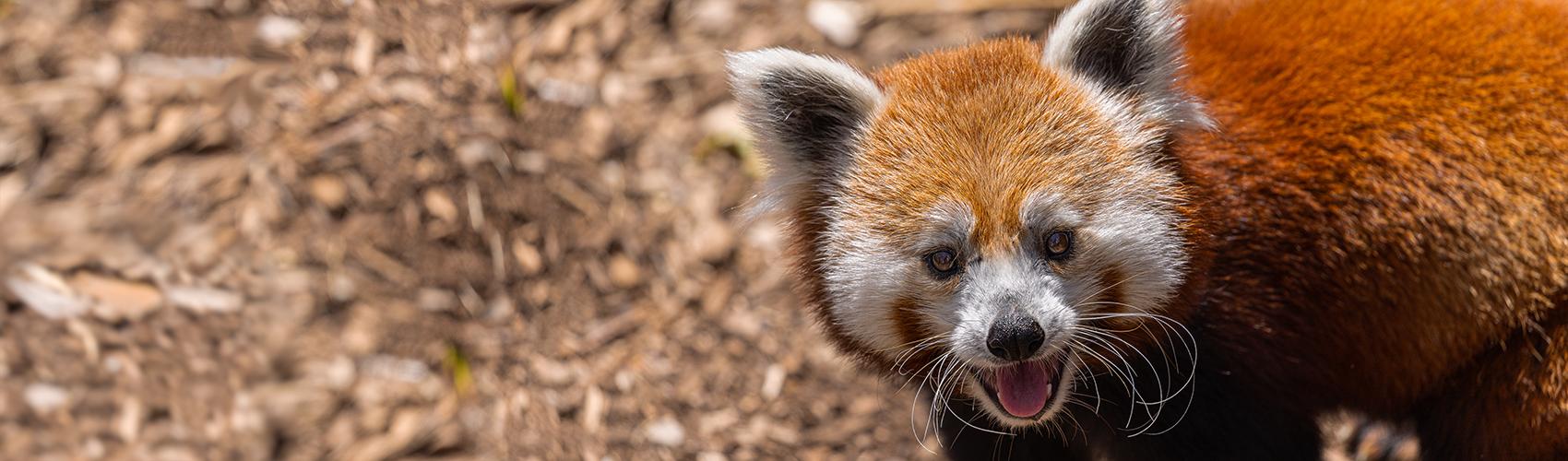 Red panda