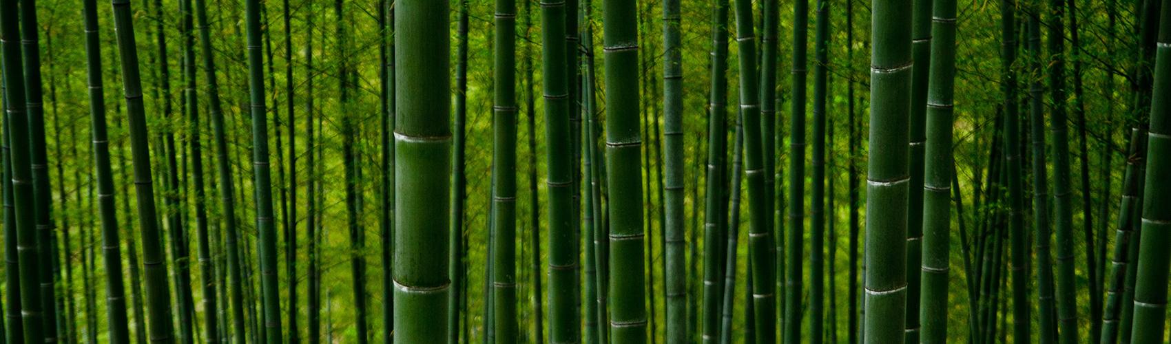 Bamboo