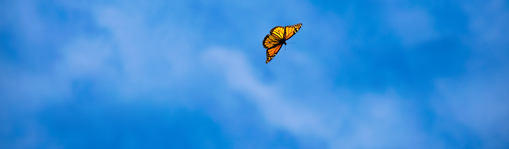 Monarch butterfly