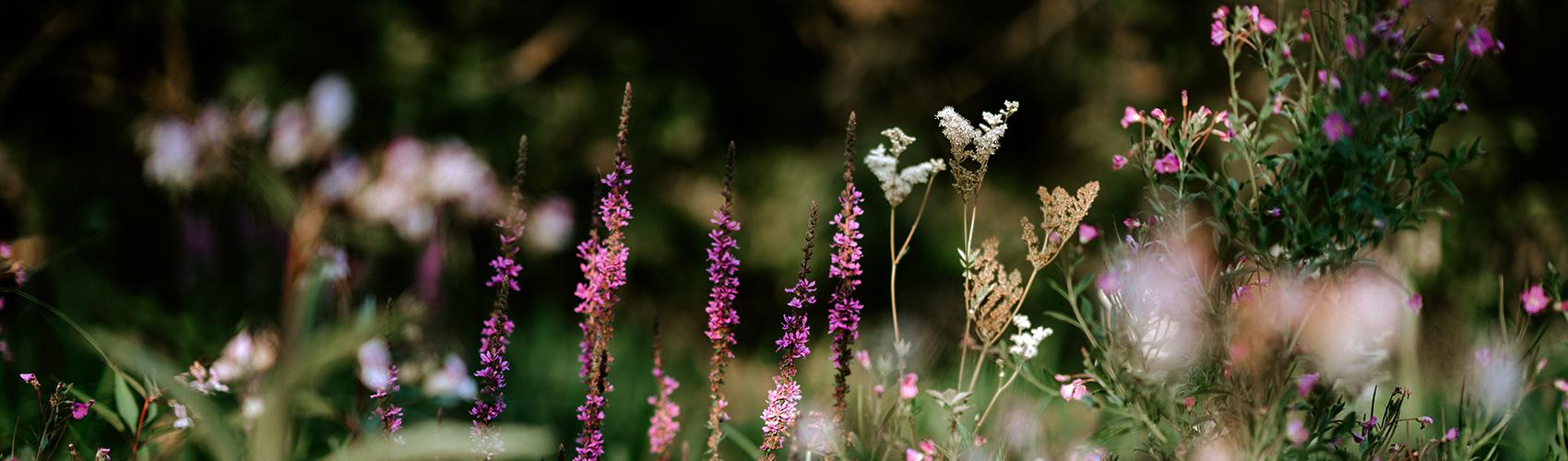 Purple and white flowers