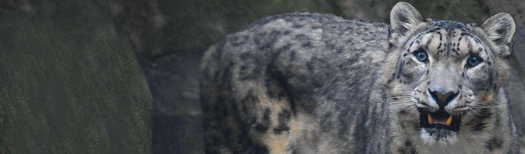 Snow leopard