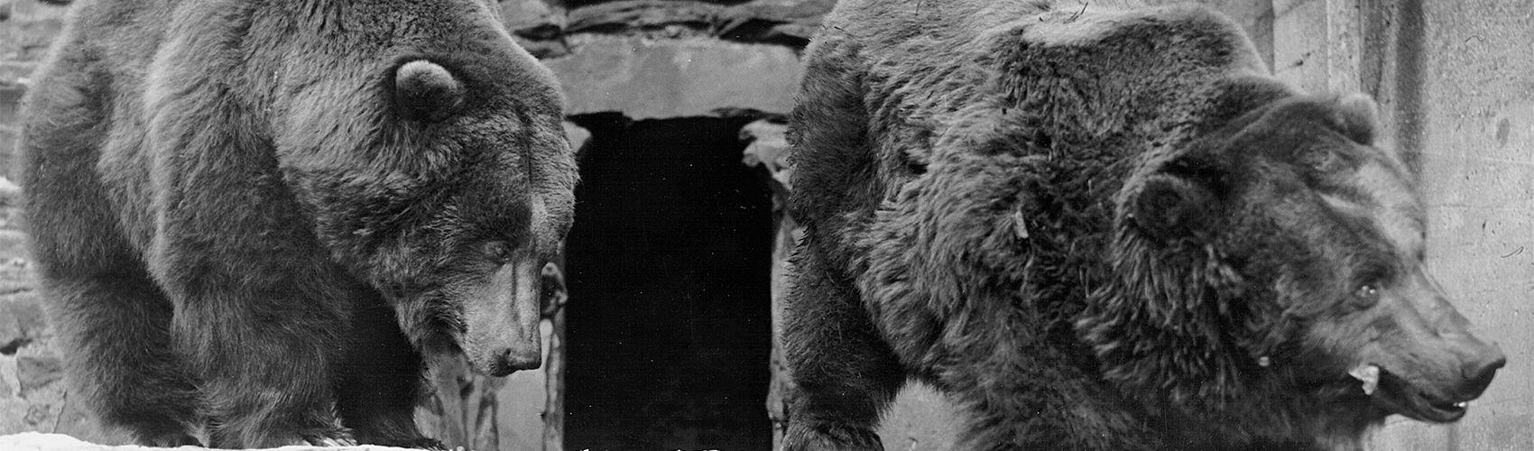 Brown bears at Akron Zoo in early 1900s
