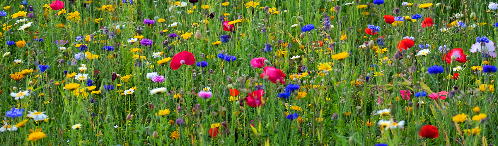 Meadow with flowers