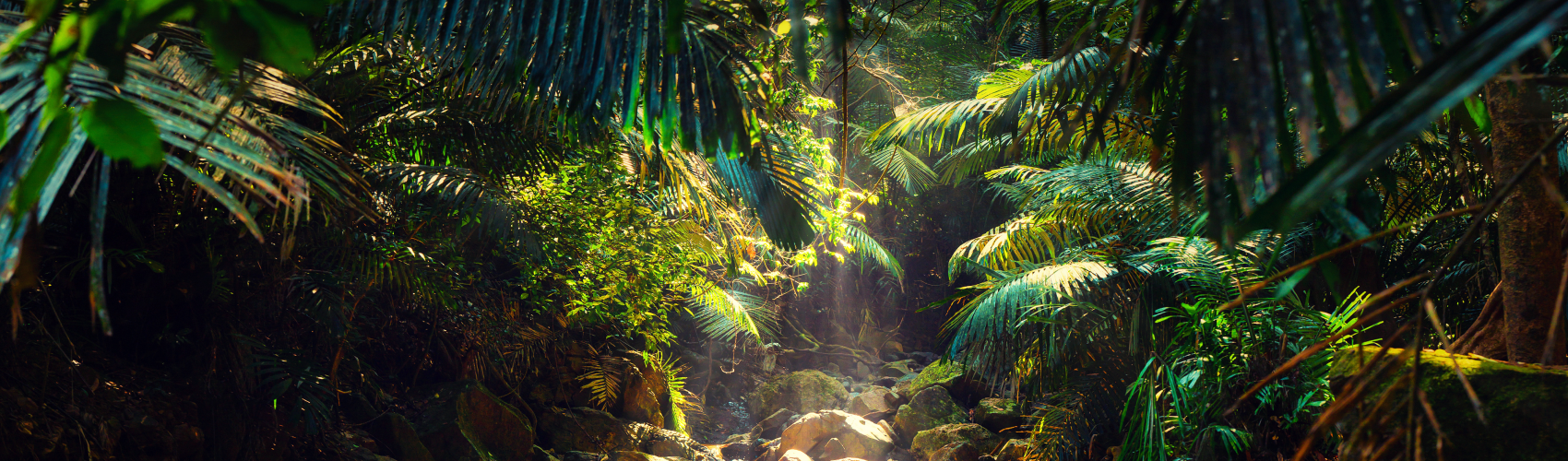 Tropical forest